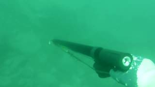 Подводная охота Владивосток . Терпуг . Пневмат Скорпена V85 (Salvimar)