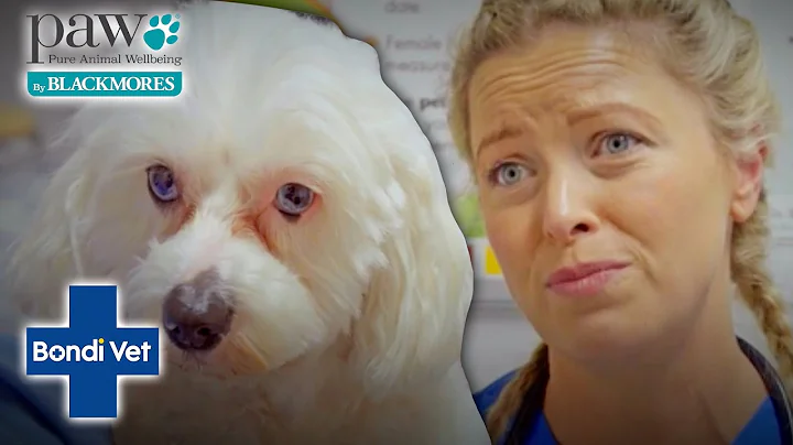 Vet Helps A Dog With Crusty Skin Condition Thats Flared Up! | Bondi Vet X PAW By Blackmores