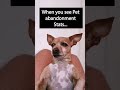 My Dog finds out Pet Abandonment Stats and cries! #animals