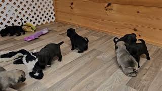 Zuma's 4 wk old pug puppies. video1