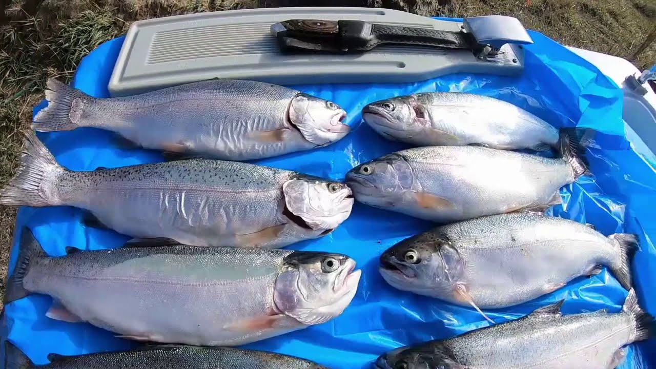 Otter Creek Late Oct fishing report YouTube