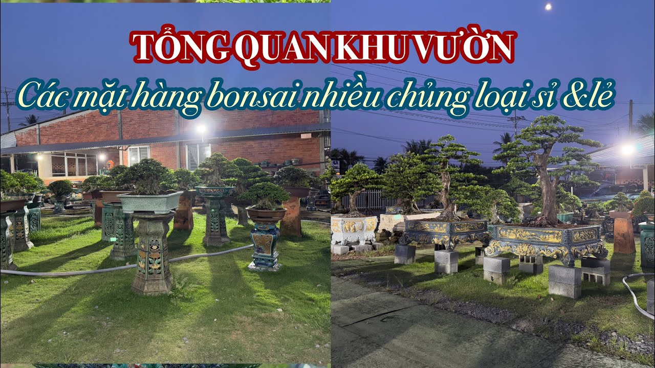 (Ngày2-3) Tổng quát các mặt hàng bonsai lớn- nhỏ thành phẩm giao lưu