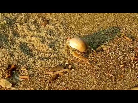 Canoa, Cangrejo ermitaño,