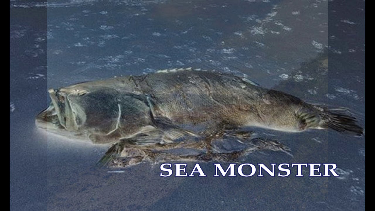 Gigantic monster fish washes up on Australian shore, baffling locals