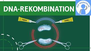Rekombinante DNA - Herstellung, Plasmide, Komponenten &amp; Übertragung auf Bakterien einfach erklärt