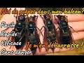 Comment se débarrasser d'un nid de guêpes rapidement, facilement et sans danger