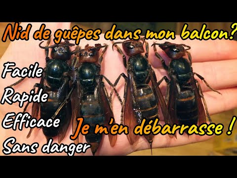 Vidéo: Comment piéger une souris (avec des images)