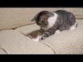 捕まえられないネコ