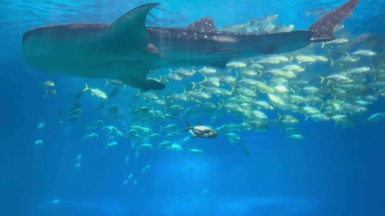 OCEANS7VEN: Silent Currents | Shark & Fish Loop for Depth & Presence