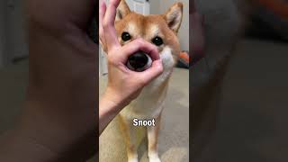 Trick: Snoot #shibainu #shiba #柴犬 #しばいぬ #shorts