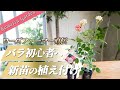 【バラの新苗】新苗のかんたんな育て方を解説！