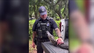 JSO removes nuisance gator from 104-year-old woman’s home