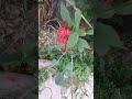 A Day in a Park #naturalbeauty #flowers