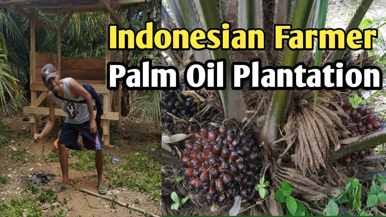 Harvesting Oil Palm Fresh Fruit Bunches In Asian Palm Oil Indonesian