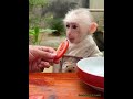 The obedient monkey held the tomato and ate it with relish, taking small bites