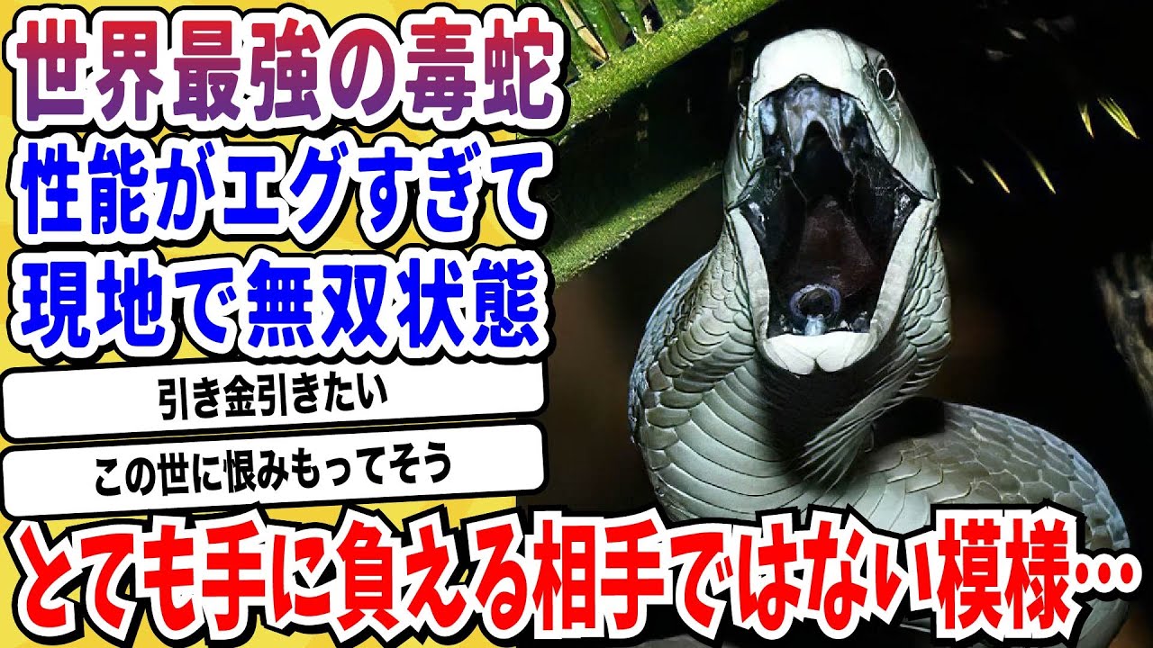 【2ch動物スレ】世界最強の毒を持つヘビ「ブラックマンバ」エグすぎて馬でも逃げ切れない→現地では無双状態の模様【なんj/にちゃん 面白いスレ】