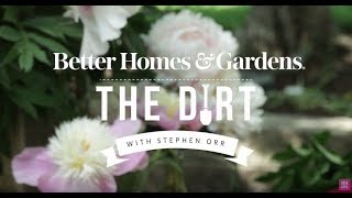 All About Peonies | The Dirt | Better Homes & Gardens