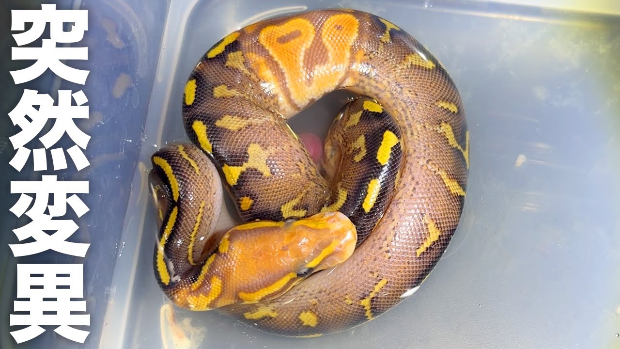 Snake hatches from egg turns out to be a shocking mutant - YouTube