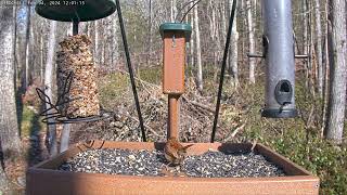 Afternoon feed: Feb 4, 2024 11:50AM - 12:20PM by Birdchill™ birdwatching cams 70 views 3 months ago 30 minutes