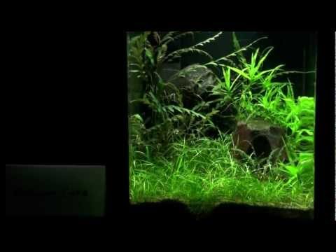 The Art of the Planted Aquarium Hannover 2011 - Na...