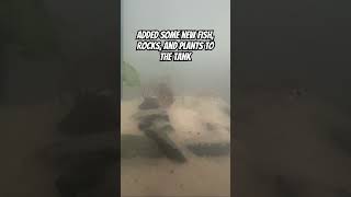 I caught them in a homemade minnow trap! #aquascaping #fish