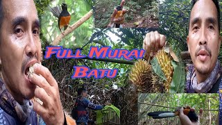 Pertualangan Mencari Murai Batu Borneo    Seharian