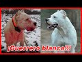 La VERDAD sobre el DOGO ARGENTINO – CARACTERÍSTICAS y curiosidades