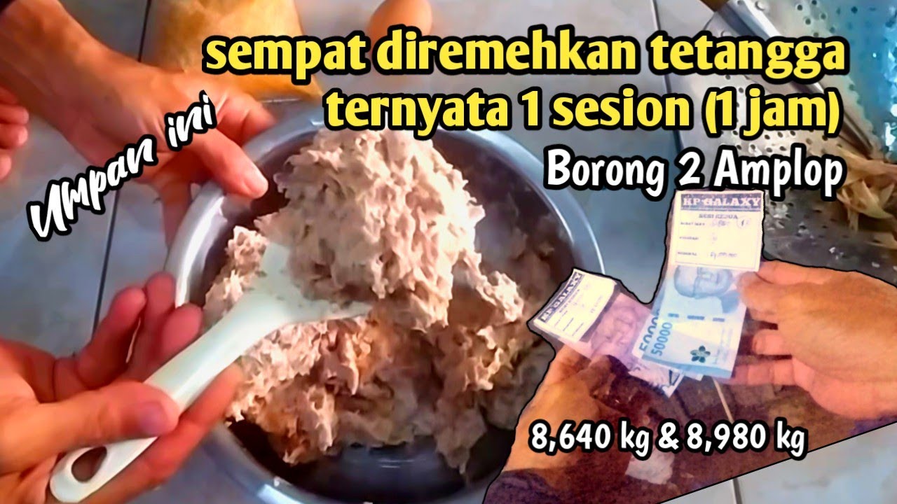 ini jawaban yg belum paham bikin umpan olahan kepala ayam mancing Galatama lele