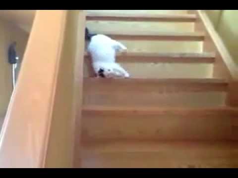 Drunk Cat Falls down the stairs! - YouTube