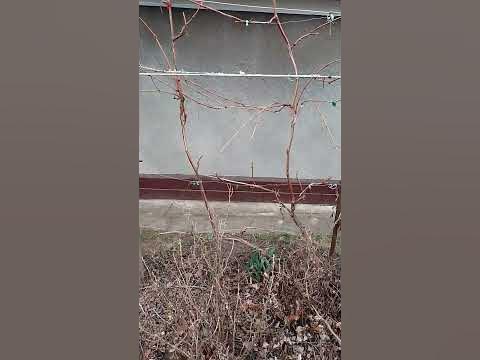 Пристіне формування винограду #садок #хобі #ягода #виноград - YouTube