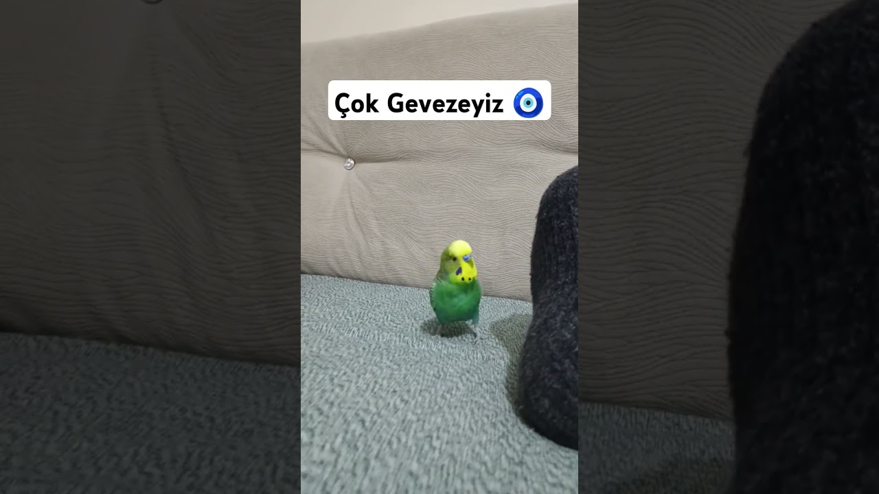 Çok Geveze 🧿🤣🎉 #muhabbetkuşufıstık #blackfacebudgie #muhabbetkuşu #birds #cute #muhabbetkuslari