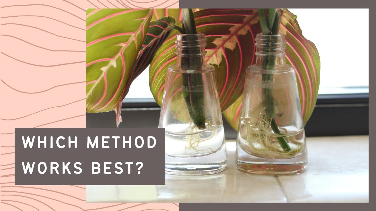 Как размножить молитвенное растение / Maranta leuconeura