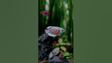 Nuôi cá sặc gấm