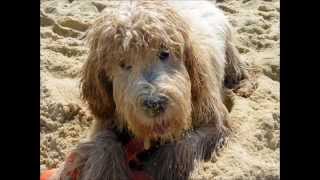Lucky the Australian Labradoodle by Lucky Piquel 311 views 9 years ago 48 seconds