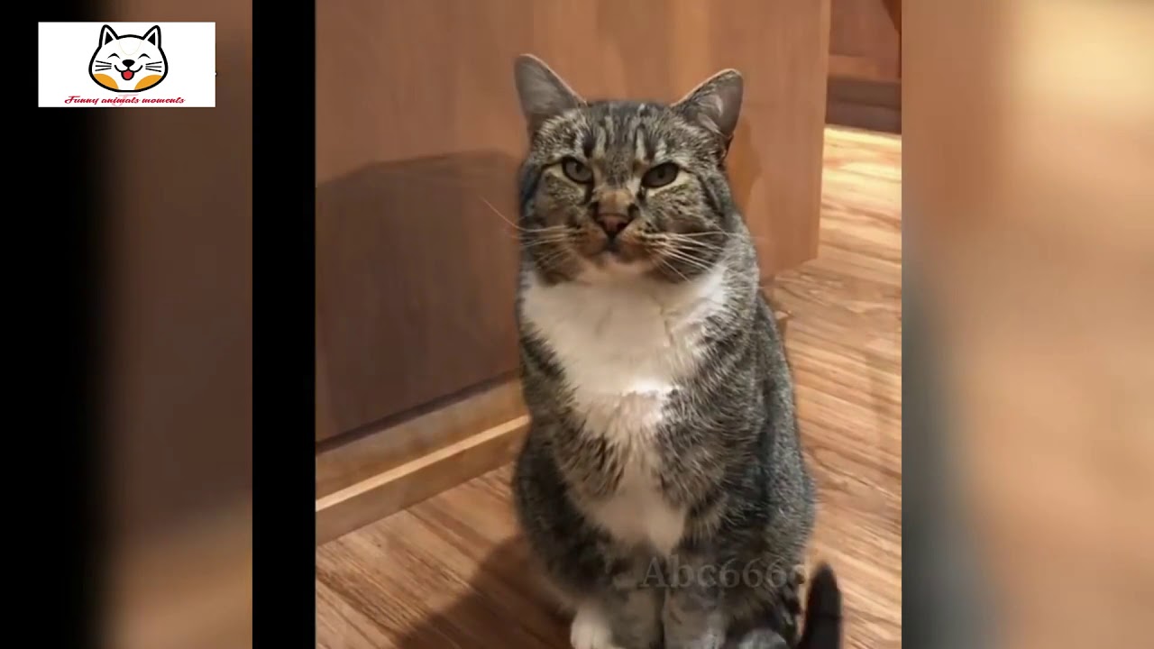 Cute Funny and Smart Cats Compilation - Cute Cats Video 