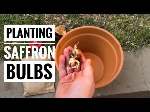 How to plant
