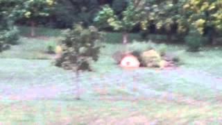 800lb Pumpkin Explosion