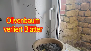 Was tun wenn der Olivenbaum gelbe Blätter bekommt?