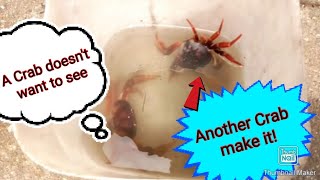 Two Crabs In A Bucket -Experiment