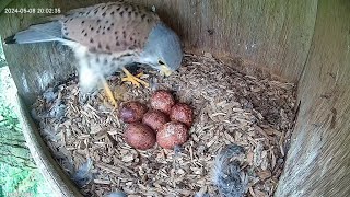 Kestrel nestbox highlights 12: mom and dad sit on their 6 eggs. 16 days until hatching!