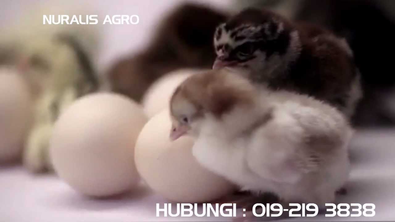 Ayam Kampung - Nuralis Agro Sdn. Bhd. [V00]