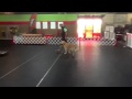 Young Golden Retriever Young Golden Retriever