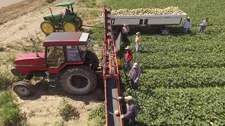 Agriculture in the lower Arkansas River basin