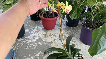 ORGANIC FERTILIZER BLOOMING ORCHID #Shorts