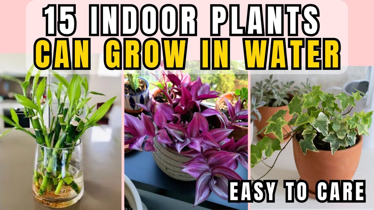 15 Beautiful & Aesthetic Indoor Plants That Can Grow in Water Without Soil, Easy to Care