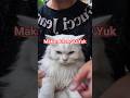 #catsoftiktok #catshorts #catsofinstagram #cats #catstory #catsofyoutube #dancing #kucing #video