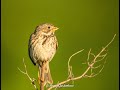 Birding in Kyrgyzstan