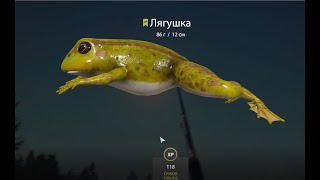 Лягушка, озеро Старый Острог, игра Русская Рыбалка 4