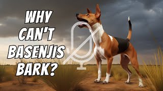 Basenji Facts: 10 Interesting Facts About Basenjis