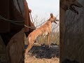 HUNTING DOG SEARCHING FOR #doghunting #dogs#huntingdog #wildlife#rabbit#tazidog#khargosh#goshawk